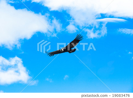 condor 19083476