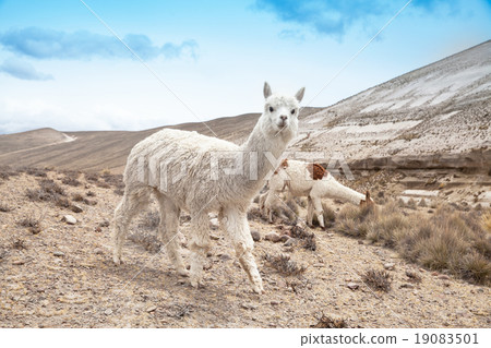 lamas 19083501