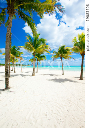 tropical beach tropical beach 19083508