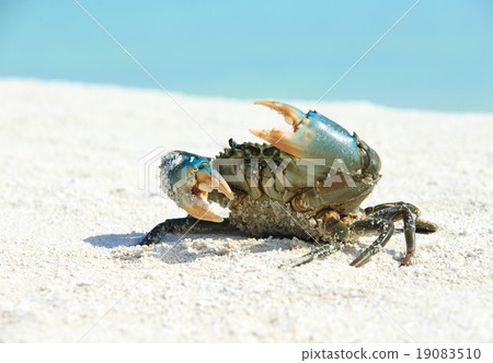 crab on beach crab on beach 19083510