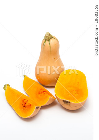 Butternut 19083558