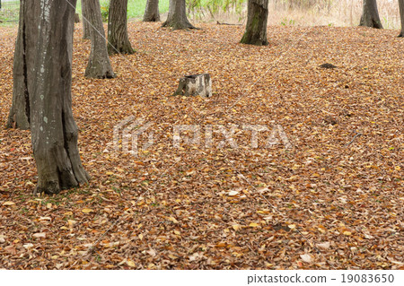 Autumn scenery 19083650