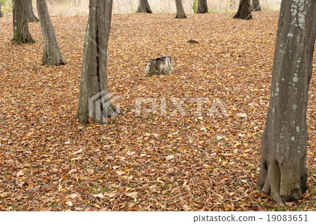 Autumn scenery 19083651