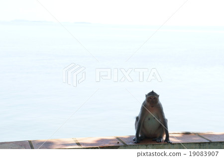 大海和猴子 19083907