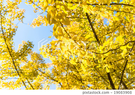 藍天和銀杏樹biloba 19083908