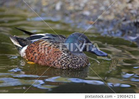 Male Australasian Shoveler on the water Male Australasian Shoveler on the water 19084251
