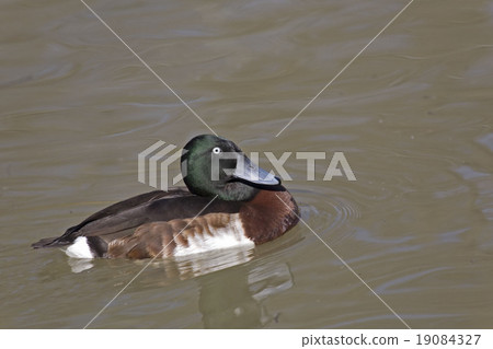Male Baer's Pochard, Aythya baeri on the water Male Baer's Pochard, Aythya baeri on the water 19084327
