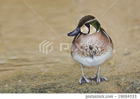 Male Baikal Teal, Anas formosa Male Baikal Teal, Anas formosa 19084333