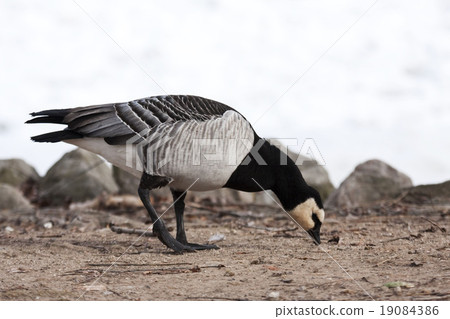 Solitary Barnacle Goose, Branta leucopsis Solitary Barnacle Goose, Branta leucopsis 19084386