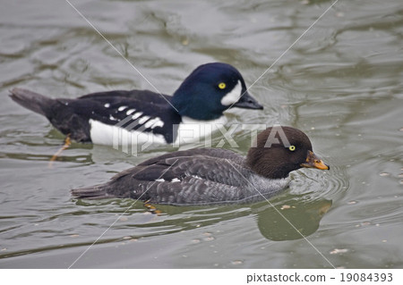 Pair of Barrow's Goldeneye on water Pair of Barrow's Goldeneye on water 19084393