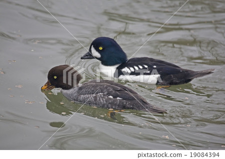 Pair of Barrow's Goldeneye swimming Pair of Barrow's Goldeneye swimming 19084394