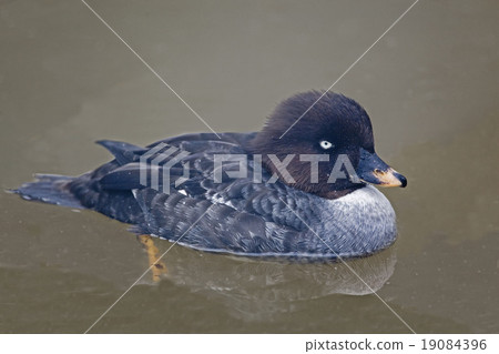 Female Barrow's Goldeneye on water Female Barrow's Goldeneye on water 19084396