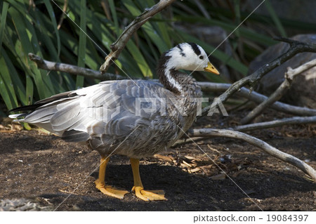 Bar-headed Goose, Anser indicus 19084397