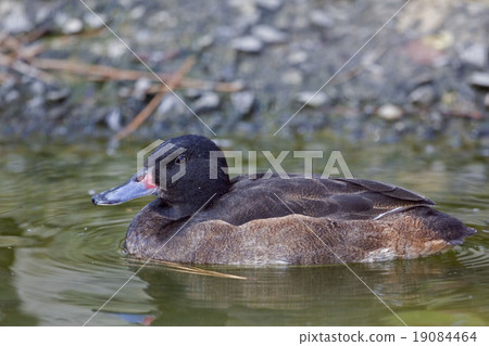 Black-headed Duck on the water 19084464