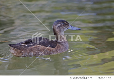 Female Black-headed Duck on the water 19084466