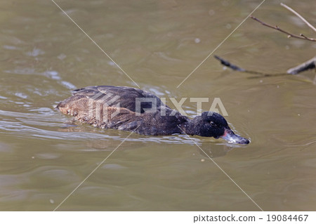 Male Black-headed Duck on the water 19084467