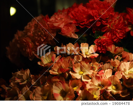 寂寞的花束 寂寞的花束 19084478