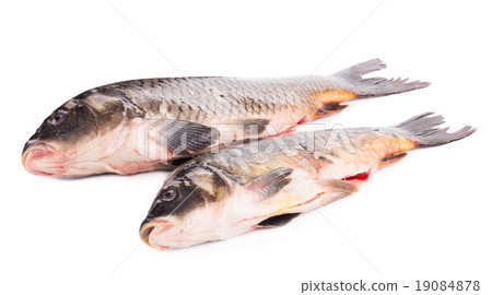 Close up of carp fishes. 19084878