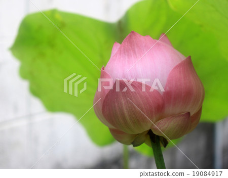 a pink lotus flower bud against green foliage 19084917