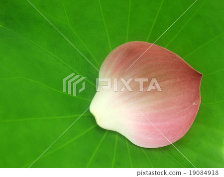 a pink lotus flower bud against green foliage a pink lotus flower bud against green foliage 19084918