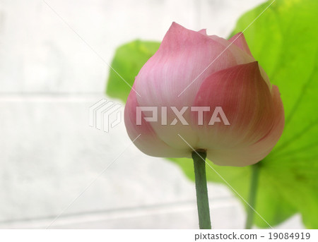 a pink lotus flower bud against green foliage a pink lotus flower bud against green foliage 19084919