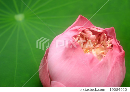 a pink lotus flower bud against green foliage a pink lotus flower bud against green foliage 19084920