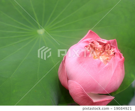 a pink lotus flower bud against green foliage a pink lotus flower bud against green foliage 19084921