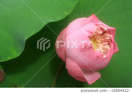 a pink lotus flower bud against green foliage 19084922