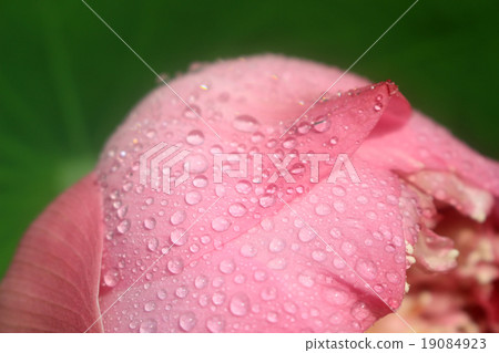a pink lotus flower bud against green foliage a pink lotus flower bud against green foliage 19084923