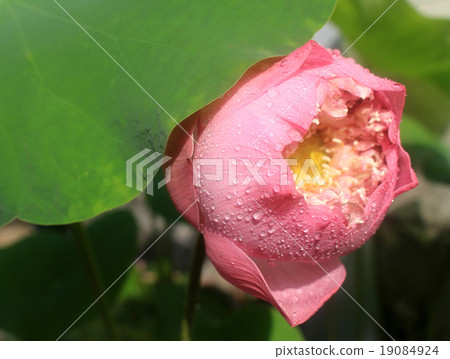 a pink lotus flower bud against green foliage a pink lotus flower bud against green foliage 19084924
