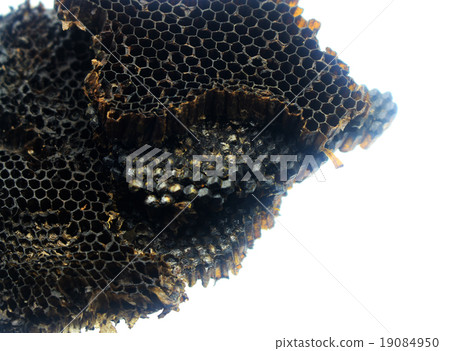 Bee nest 19084950