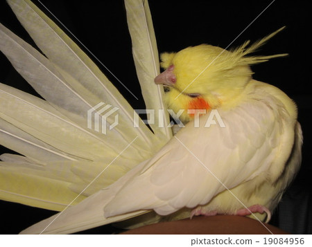 Yellow feathers : r/cockatiel