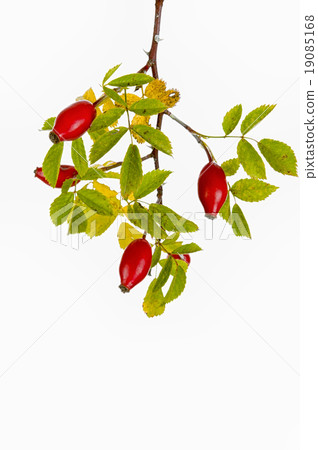 Rose hips 19085168