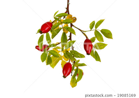 Rose hips 19085169