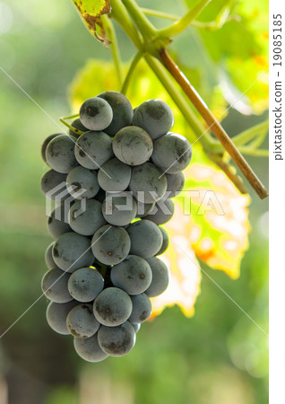 Vineyards at sunset in autumn harvest. 19085185