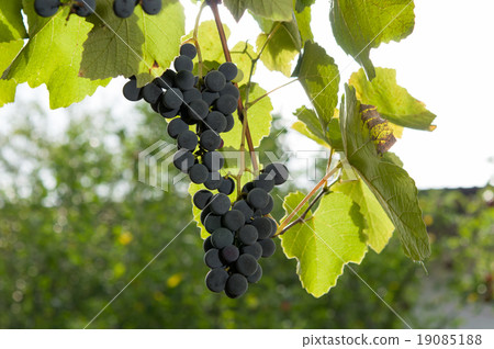 Vineyards at sunset in autumn harvest. Vineyards at sunset in autumn harvest. 19085188