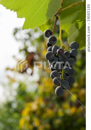 Vineyards at sunset in autumn harvest. Vineyards at sunset in autumn harvest. 19085189