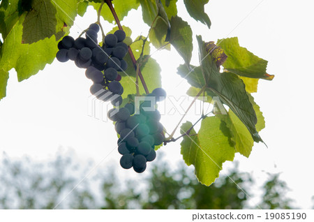 Vineyards at sunset in autumn harvest. 19085190
