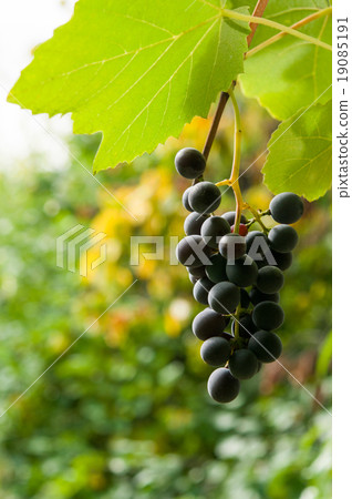 Vineyards at sunset in autumn harvest. Vineyards at sunset in autumn harvest. 19085191