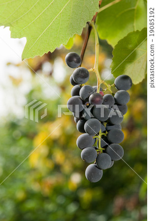 Vineyards at sunset in autumn harvest. Vineyards at sunset in autumn harvest. 19085192