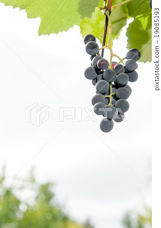 Vineyards at sunset in autumn harvest. Vineyards at sunset in autumn harvest. 19085193