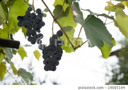 Vineyards at sunset in autumn harvest. 19085194