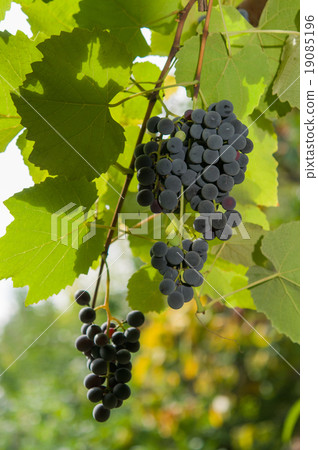 Vineyards at sunset in autumn harvest. Vineyards at sunset in autumn harvest. 19085196
