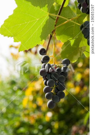 Vineyards at sunset in autumn harvest. Vineyards at sunset in autumn harvest. 19085197