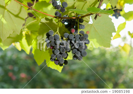 Vineyards at sunset in autumn harvest. 19085198