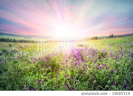 Wildflowers in meadow 19085319