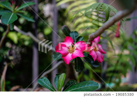 Desert Rose-Impala Lily- Mock Azalea 19085380