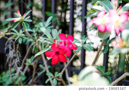 Desert Rose-Impala Lily- Mock Azalea 19085387