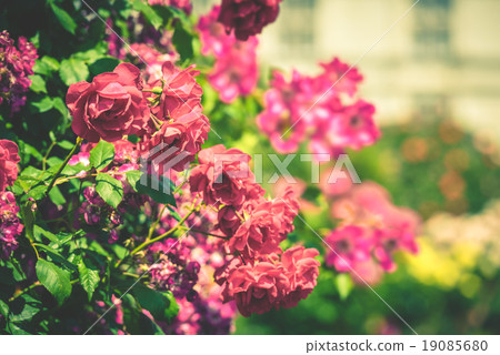 Bush of beautiful roses in a garden 19085680