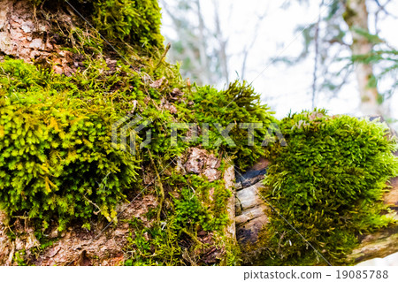 Green moss on tree bark close 19085788